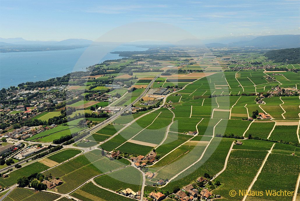 Foto: Weinberge am Genfersee bei Rolle VD. (Luftaufnahme von Niklaus Wächter)