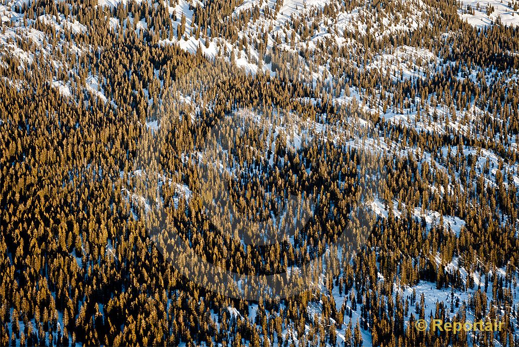 Foto: Der Bödmerenwald ob Bisistal. (Luftaufnahme von Niklaus Wächter)