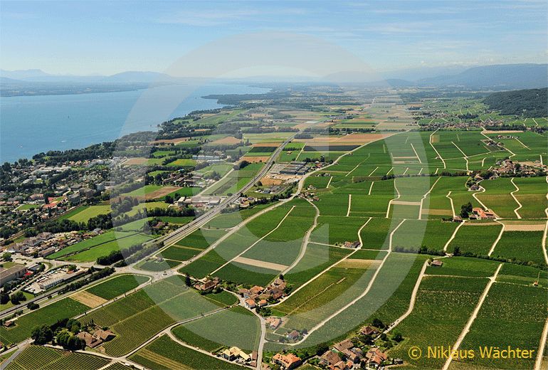 Foto: Weinberge am Genfersee bei Rolle VD. (Luftaufnahme von Niklaus Wächter)