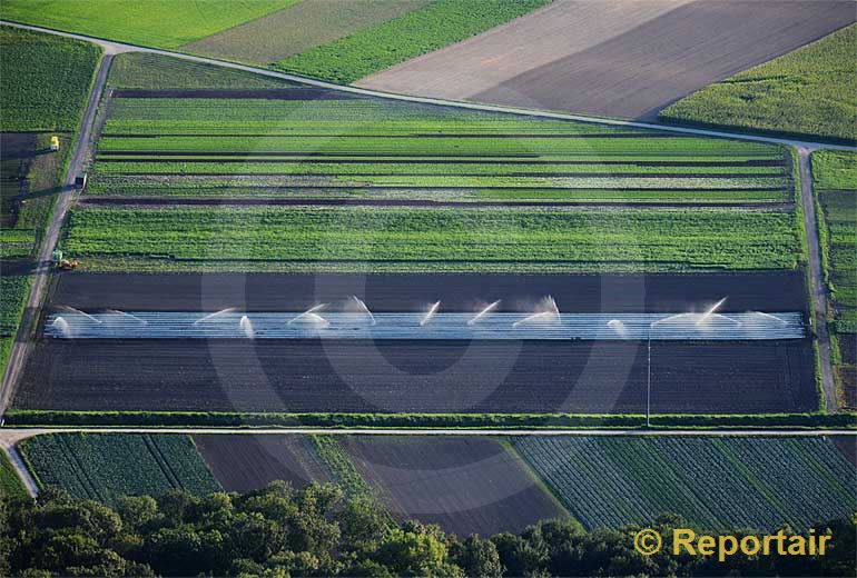 Foto: Bewässerung im Grossen Moos bei Kerzers (FR).. (Luftaufnahme von Niklaus Wächter)