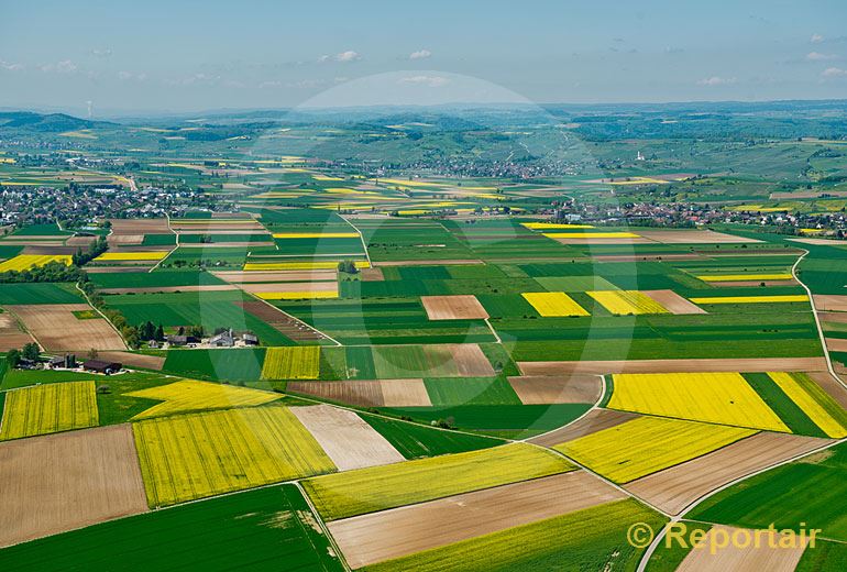 Foto: Die Rapsfelder im sogenannten Klettgau bei Schaffhausen erzeugen einen farbenfrohen Landschaftsteppich... (Luftaufnahme von Niklaus Wächter)